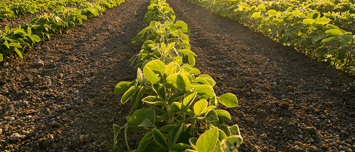 Nitrogen soybean careers